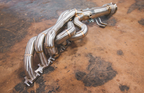 Audi R8 V10 / Lamborghini Gallardo LP / Lamborghini Huracan Free Flow Headers